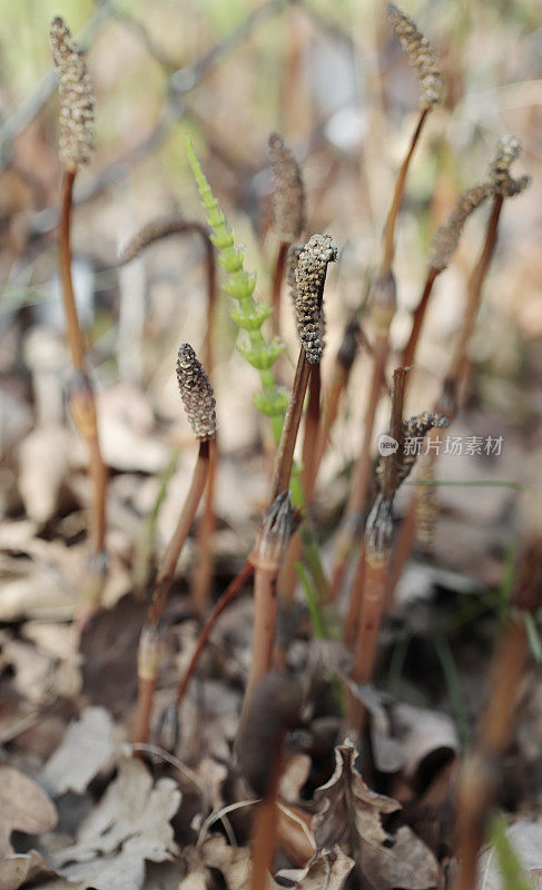 野马尾(Equisetum arvense)